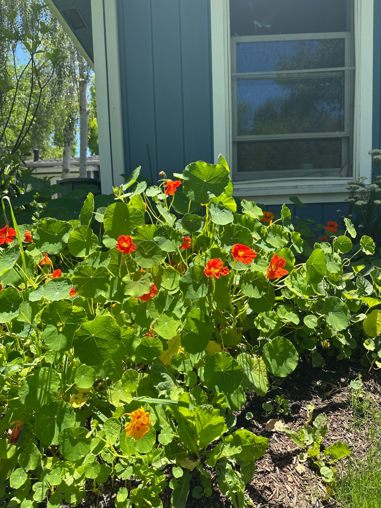 Nasturtiums