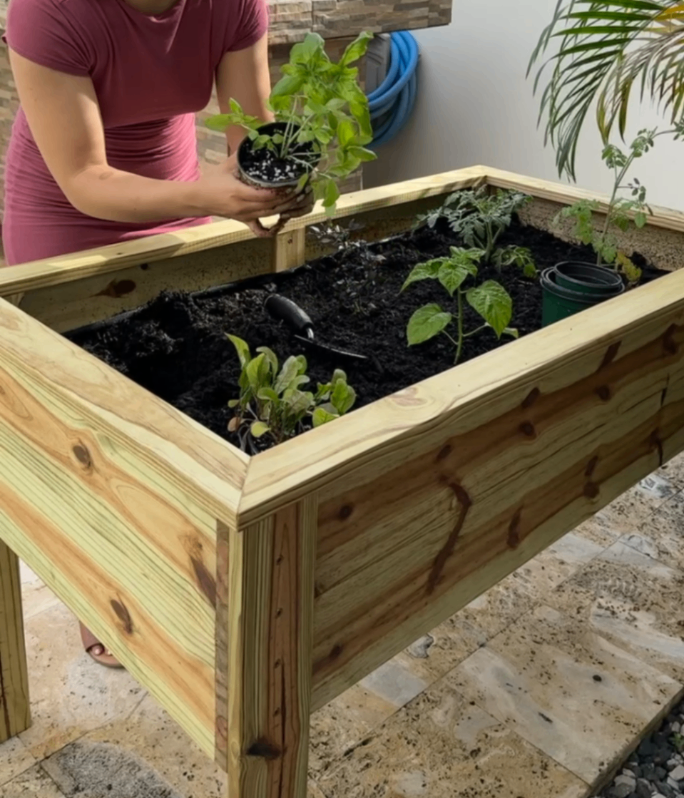 planting garden bed plants